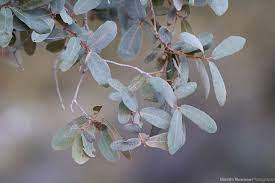 blue oak quercus oblongifolia