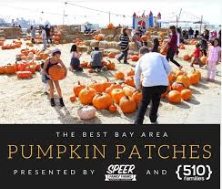 East Bay Pumpkin Patch Guide 510 Families