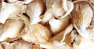 How long can you keep king oyster mushroom in fridge?
