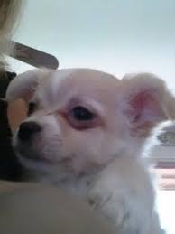 Chihuahua puppies available to loving pet homes. Teacup Applehead Chihuahua Puppies For Sale Michigan