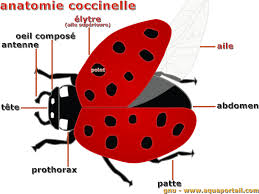 coccinelle définition et explications