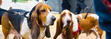 The basset hound dog is a breed that has a small stature and a long torso. Basset Hound Dog Breed Facts And Personality Traits Hill S Pet