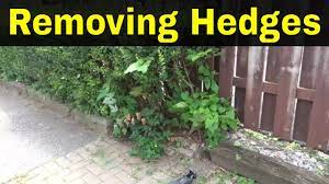 removing hedges an easy method you