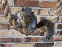 Squirrel On A Rope