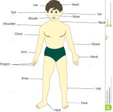 Body Part Chart Removable Wall Unmistakable Human Body Part