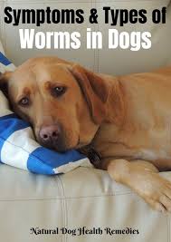symptoms types of dog worms get rid