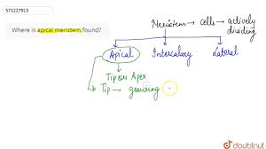 Where is apical meristem found? | 9 | TISSUES | BIOLOGY | NCERT ENGLISH |  Doubtnut - YouTube