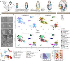 embryo model completes gastrulation to