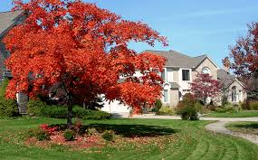 Fast Growing Deciduous Trees For Privacy