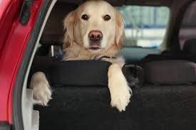 Adorable Golden Retriever Dog Driver
