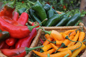 peppers for novice gardeners to grow