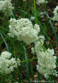 Luzula nivea – Knoll Gardens | Ornamental Grasses and Flowering ...