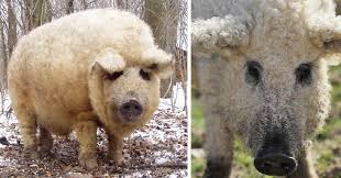 meet furry pigs that look like sheep