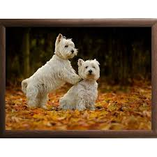 Country Matters Lap Tray Westies In