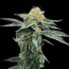 Genetics come from a cross between forum cut cookies, cinderella 99, and an og kush with chem . Kosher Cookies Cannabis Seeds By Dna Genetics