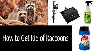 While you mull over your options, you probably ask yourself: How To Get Rid Of Raccoons 8 Best Ways And Top 8 Products In 2021