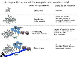 What Do Ecologists Study Science Posse University Of Wyoming