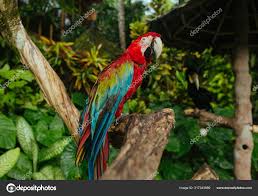 red blue macaw parrot sitting on a