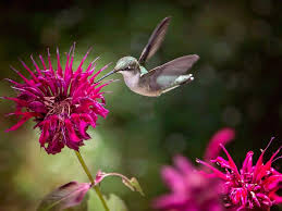 38 hummingbird flowers for zone 4