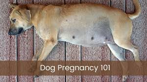 dog pregnancy how to keep your