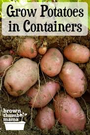 grow potatoes in containers brown