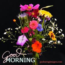 beautiful good morning flowers 4k hd