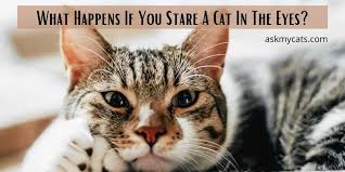 you stare a cat in the eyes