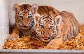 toledo zoo welcomes two adorable tiger