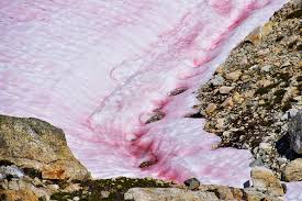 Rund um den gaviapass in den italienischen alpen wird in diesen tagen ein seltenes phänomen beobachtet: Blutschnee Verborgene Lebenswelt Im Bluhenden Schnee Starliteandwild