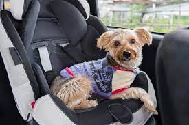 The Truth About Safest Dog Car Seat