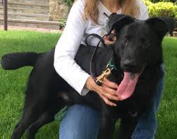 2019 total adoptions our mission: Adopt Rudy A Fantastic Lab Shepard Mix Pulled By Local Rescue Group From Ct Muni Shelter Greenwich Free Press