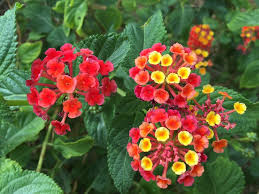 Tropical flowering plants in india. Indian Lantana Tropical Flowers Free Photo On Pixabay