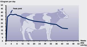 Cow Comfort 15 Milking Milkproduction Com