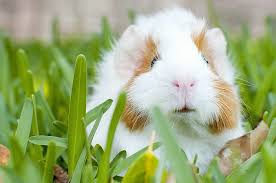 hd wallpaper guinea pig white and
