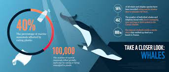 oceans is killing marine mammals