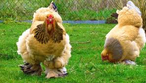Brahma and Cochin chicken farmers in Nigeria - Home | Facebook