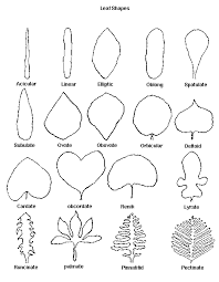 Flower Identification Chart Plant Identification Guide