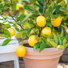 Lemon Tree For Buy Meyer Lemon