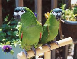 Guide To Mini Macaws As Pets