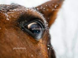 馬の目 写真素材 [ 4890389 ] - フォトライブラリー photolibrary
