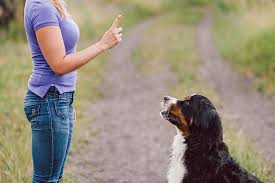 Training Your Dog With Hand Signals