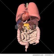 human body back side internal organs