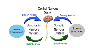 editing autonomic nervous system