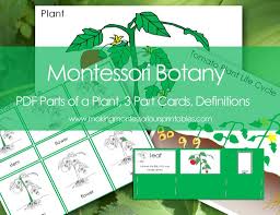 Montessori Botany Parts Of A Plant Charts 3 Part Cards