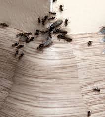 destruction de fourmis traitements