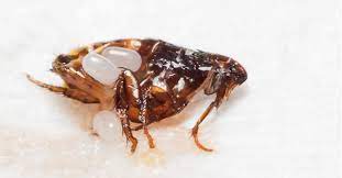 flea lifespan how long do fleas live