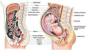 Pregnant Stomach Growth Chart Unique Symptoms Of Pregnancy