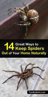 keep spiders out of your home naturally
