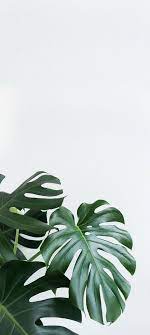 Plant Wallpapers on WallpaperDog