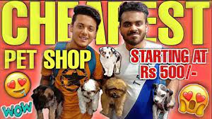Save 20% off your order of $40 or more. Cheapest Pet Shop In Delhi Dogs Starting At Rs 5000 Vikas Pet Shop Youtube